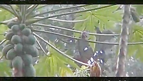 Fabulous amateur Dildos/Toys, Blowjob adult scene