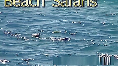 Rafians Beach Safaris 25