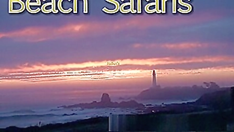 Rafians Beach Safaris 27