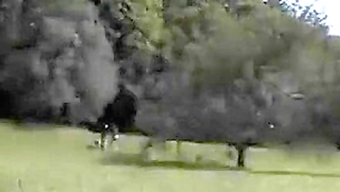 Innocent looking girls love fucking outside in public