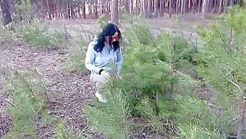 Effeuillage en foret.