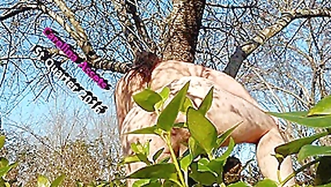 Rectal gape carolina 1st quarter 2016 Rectal gape carolina 1st quarter 2016