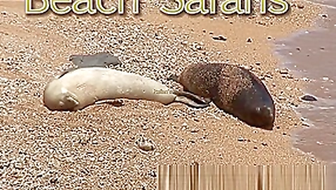 Rafian Beach Safaris 22 HD