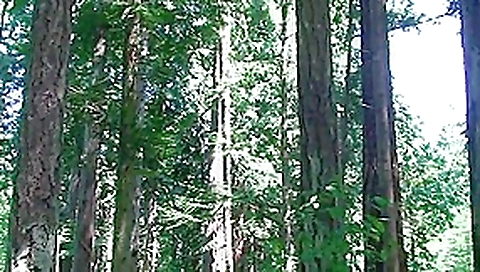 Filthy fat pig is gets ass fucked in the forest