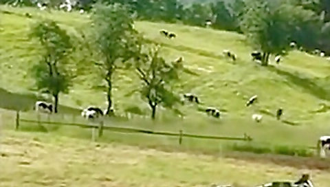 Auf der alm Auf der alm