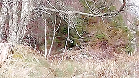 Naked self-bondage in the woods gone wrong.