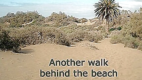 Another walk behind the beach