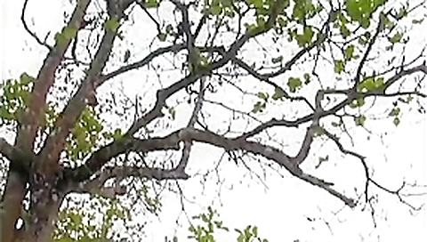 Incredible pornstar in amazing brunette, outdoor sex scene