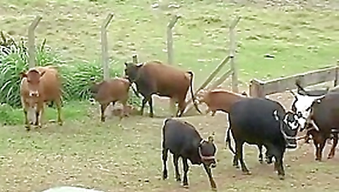 Exotic pornstar Chinthia Radija in fabulous brunette, anal xxx movie Exotic pornstar Chinthia Radija in fabulous brunette, anal xxx movie