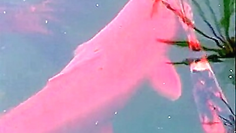 Best pornstar in crazy blonde, outdoor sex video