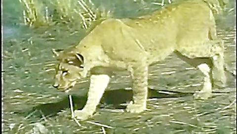 Horny pornstar Jamie Cummings in incredible lesbian, public porn movie Horny pornstar Jamie Cummings in incredible lesbian, public porn movie