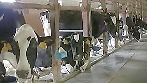 Hottest Japanese slut Mint Suzuki in Amazing Couple, Fetish JAV clip