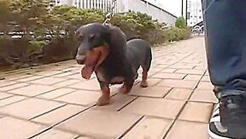 Hottest Japanese whore Nao Kamiki in Incredible Outdoor JAV movie