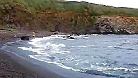 Horny Beach adult video