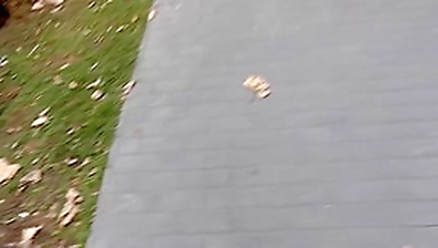 Fancy costume out door sex on Helloween