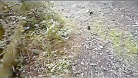 Being - Fantasy Roleplay